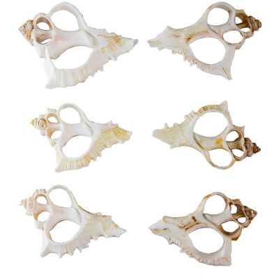 10 Virgin Murex Center Cut Shell 2-3" (Set of 10)
