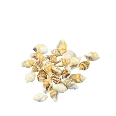 Dove Craft Shell Bag .375-.5" 1 Gallon (appx. 10,000 pc)