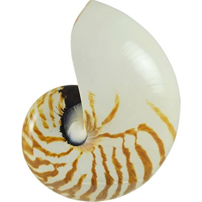 Nautilus Decorative Polished Shell 5-6"