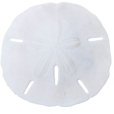 48 Round Sand Dollars .75-1" (Set of 48)