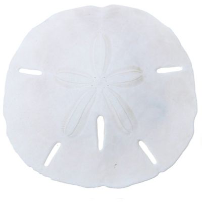 25 Round Sand Dollars 1-1.5" (Set of 25)
