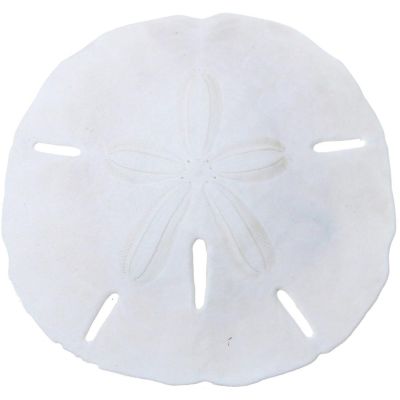 25 Round Sand Dollars 1.5-1.75" (Set of 25)