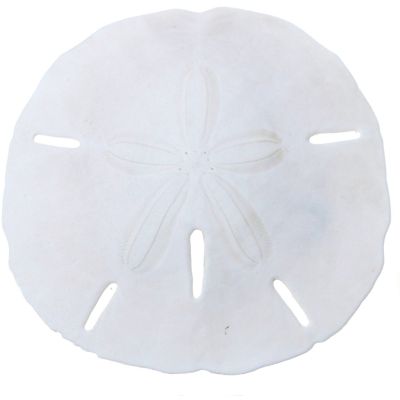 12 Round Sand Dollars 2.5-3" (Set of 12)