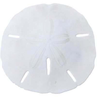 12 Round Sand Dollars 2.25-2.5" (Set of 12)
