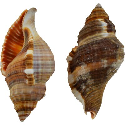 15 Hairy Triton Shells 2-3" (Set of 15)