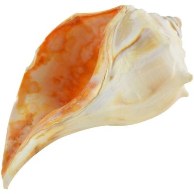 2 Left Handed Atlantic Whelks 4-5" (Set of 2)