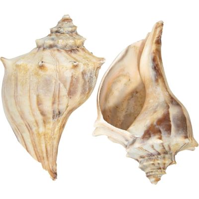 4 Atlantic Whelks Decorative Shells 4-5" (Set of 4)