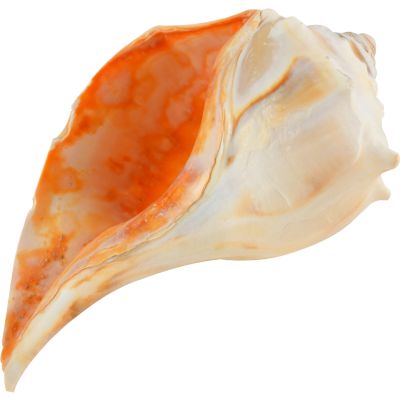 Left handed Atlantic Whelk Shell 7-8"