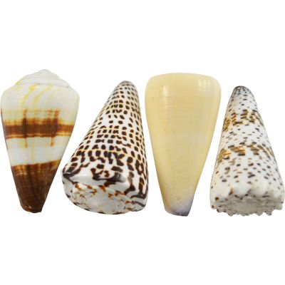 10 Assorted Cones Shells 3-4" (Set of 10)