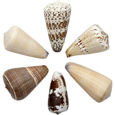 12 Assorted Cones Shells 2-3" (Set of 12)