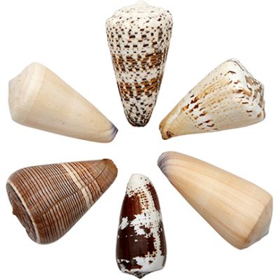 Assorted Cones Seashells Bag 2-3" 1 Kilo (appx. 24 pc)