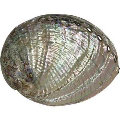 Green Abalone Polished Decorative Shell 6-7"