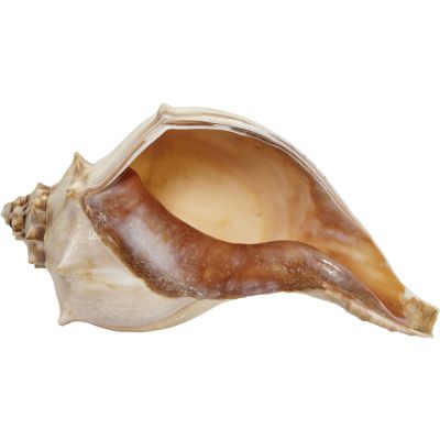Atlantic Whelk Decorative Shell 8-9"