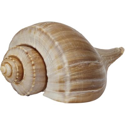 6 Channel Whelk 6" (Set of 6)