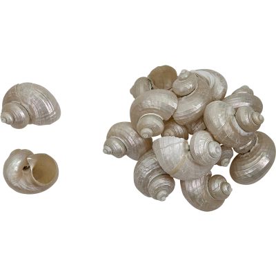 30 Turbo Pearled Seashells 1.5-2" (Set of 30)