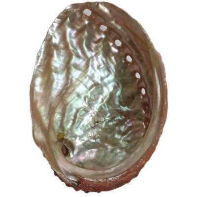 Rosa Abalone Shell 4-5"
