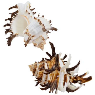 3 Murex Endiva Long Spine 3-4" (set of 3)