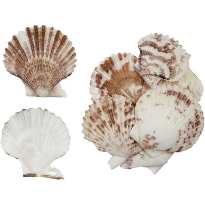 Pecten Tranquebaricus Seashell Bag 1-1.75" 1 Kilo