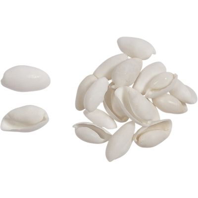 White Bubble Craft Shells Bag 1" Gallon (appx. 850 pc)