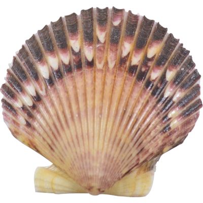 Holiday's Purple Scallop Seashells Bag 2-4" 1 Gallon