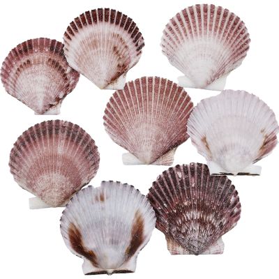 Purple Pecten 1.5-2.75" 1 Kilo (appx 140 pcs)