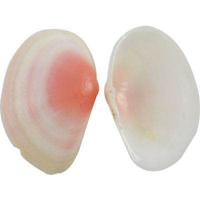 Light Rose Tellina Seashells Bag 0.5-2" 0.1 kg (approx 50 pcs)
