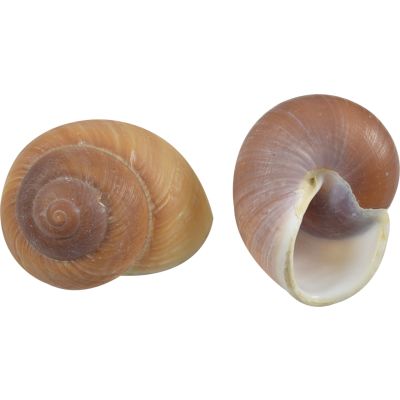 15 Mountain Land Snail Shells 3-3.5" (Set of 15)