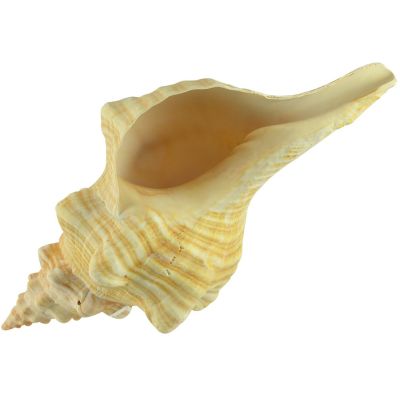 Horse Conch Decorative Shell 12-14"