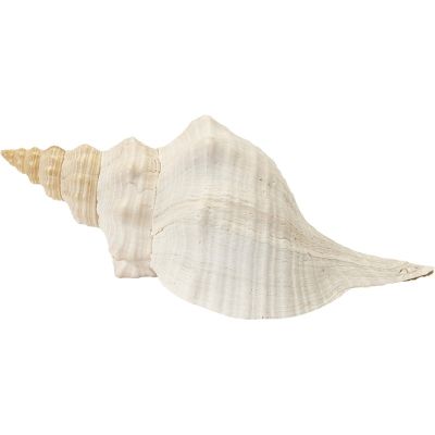 Horse Conch Decorative Shell 12-14"