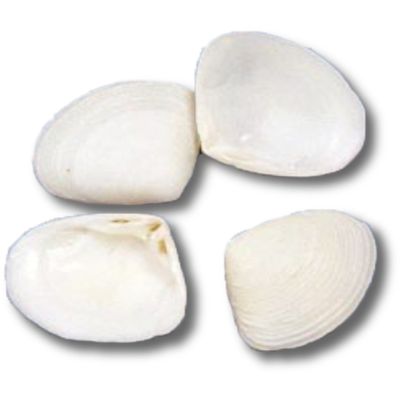 Dogwood Clam Seashell Bag .5-.75" 1 Gallon