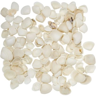 Dogwood Clam Seashell Bag .5-.75" 1 Gallon