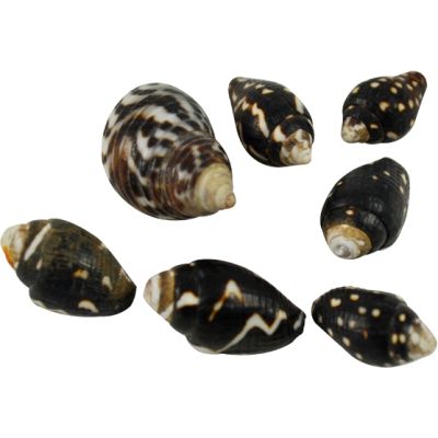 Dove Collumbella Craft Seashells Bag .375-.625" 1 Gallon (appx. 4000 pc)