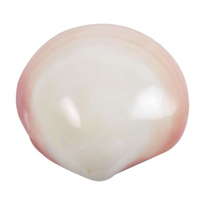 8 Tiger Clam Polished Shells 3-4" (Set of 8)