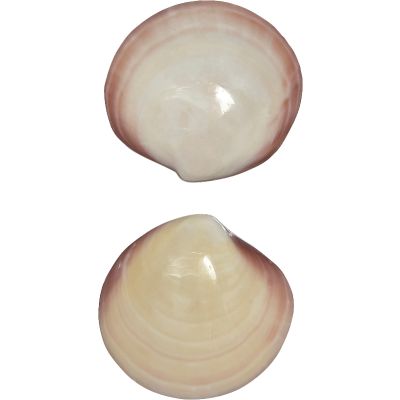 4 Tiger Clam Pair Polished Shells 3-4" (Set of 4)
