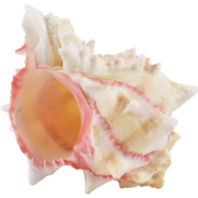 6 Brassica Murex Shells 2-3" (Set of 6)