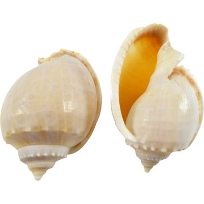 25 Bonnet Polished Shells 2-3" (Set of 25)