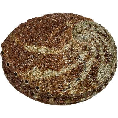 5 Red Abalone Shells 3-3.5" (Set of 5)