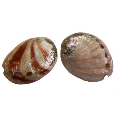 4 Red Abalone Polished 3.5-4" (Set of 4)
