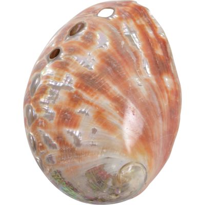 4 Abalone Red Polished Shells 2.5-3" (Set of 4)