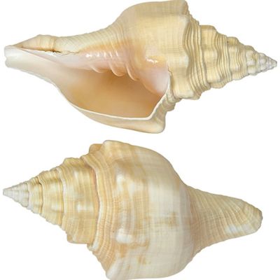 Divine Chank Shell 7-8"