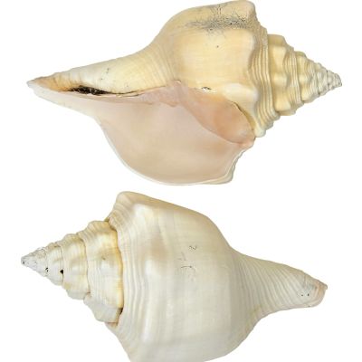 Divine Chank Shell 8-9"