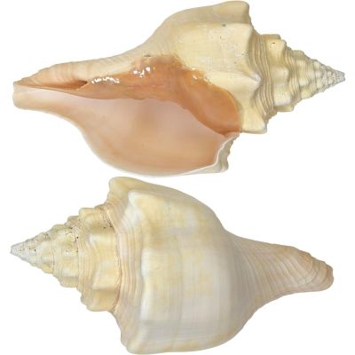 Divine Chank Shell 9-10"