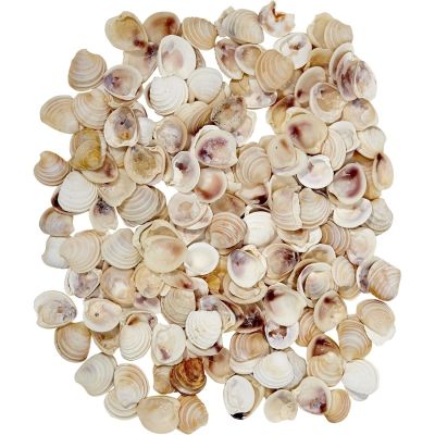 Wedding Cake Shell Bag .625-1" 1 Gallon (appx. 2500 pc)