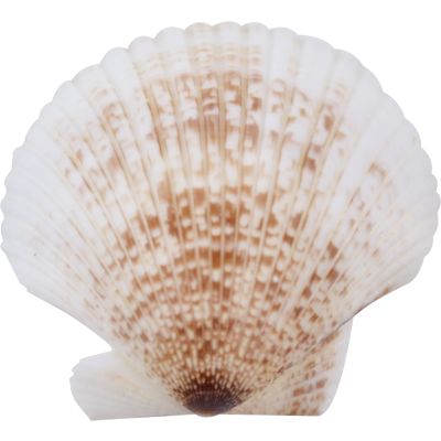 2 White Pecten 1.5-2.5" Bags 2 Kilos (Set of 2)