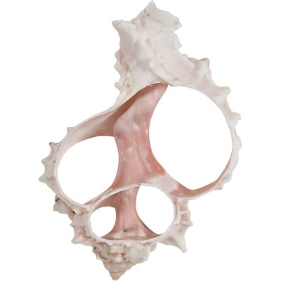 8 Pink Murex Center Cut 3-4" (Set of 8)