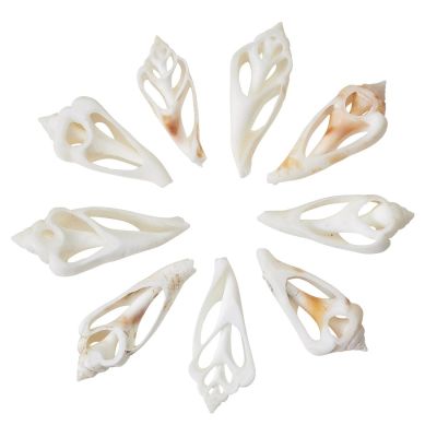 36 White Chula Center Cut Craft Shells 1.5-2" (Set of 36)