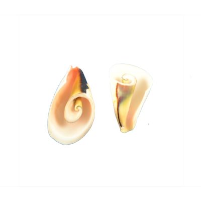 24 Strawberry Strombus Lily Cut 1-1.5" (Set of 24)