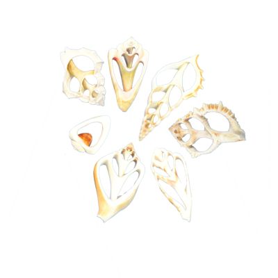 36 Center Cut Craft Assorted Seashells 2-3" (Set of 36)