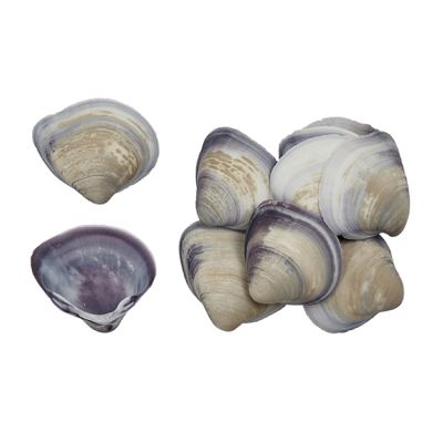 Baby Purple Clam Shells Bag .5-1" 1 Gallon