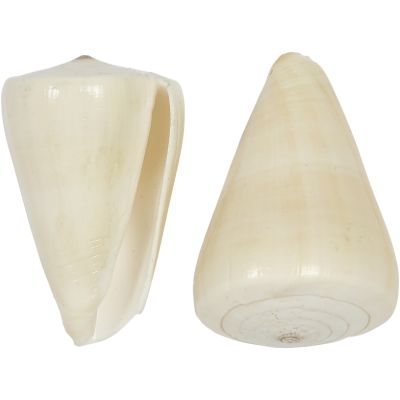 10 Virgin Cone Seashells 2-3" (Set of 10)